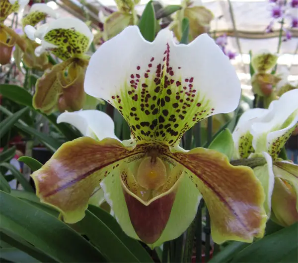 Orchidee Frauenschuh bzw. Paphiopedilum