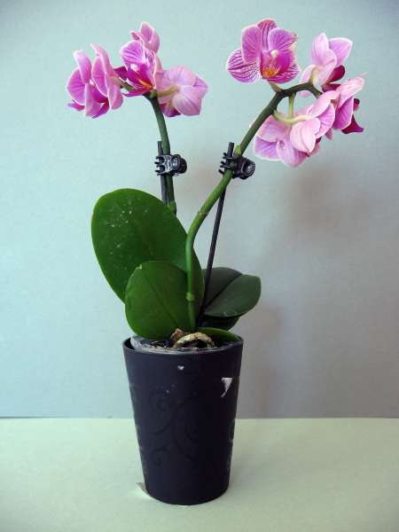 Foto einer Mini Orchidee mit schwarzen Übertopf