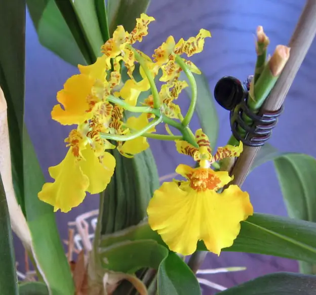 Bild einer Oncidum Orchidee