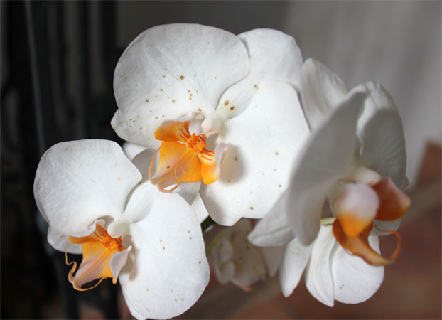 Botrytisflecken bei einer Orchidee