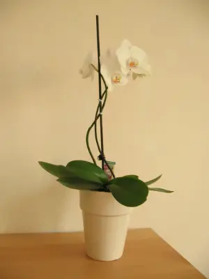 Bild mit Orchidee in einem Topf