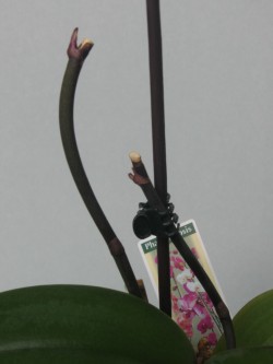 Orchideen schneiden