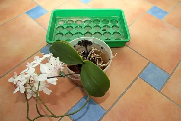 Orchideen in Wasser tauchen