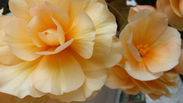 Details einer Begonien Blüte