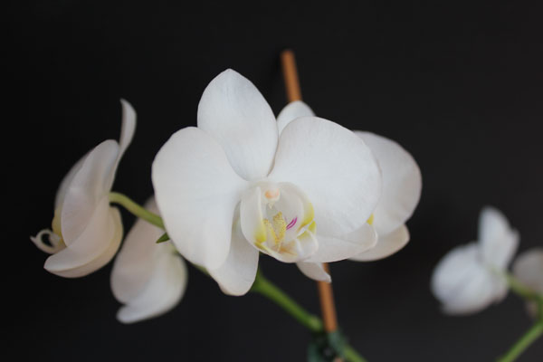 Bild von einer blühenden weißen Phalaenopsis