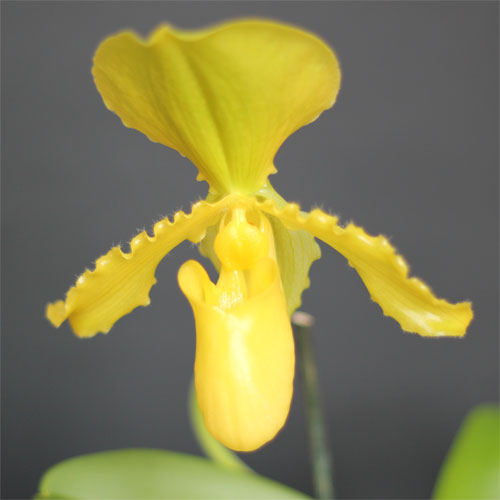 Blüte Frauenschuh Orchidee