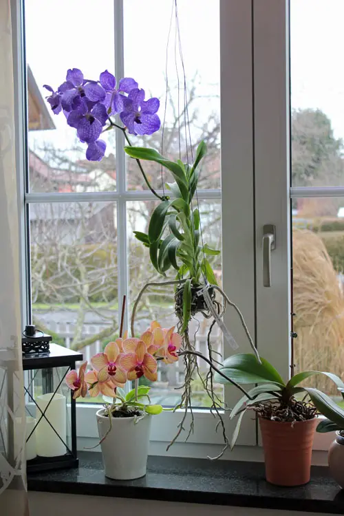 Orchideen am Fenster