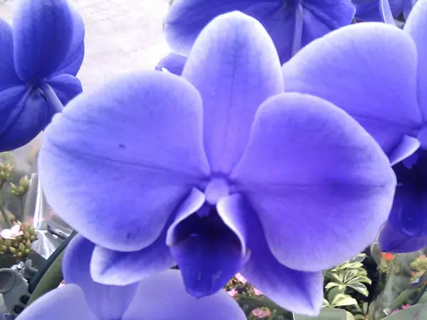 Blaue Orchidee