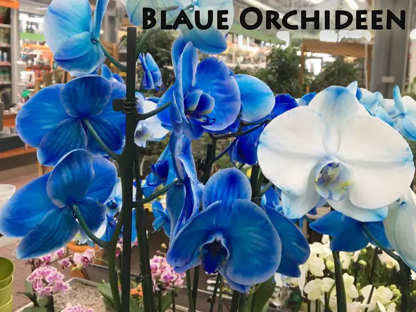 Blaue Orchideen