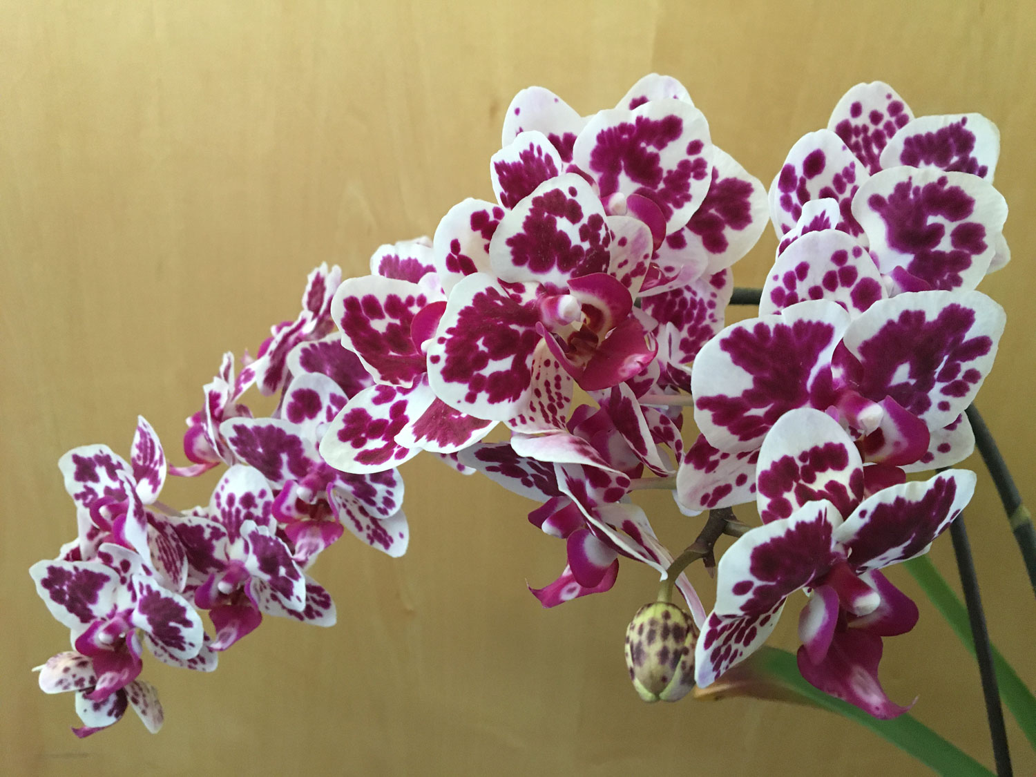 Blühende Phalaenopsis
