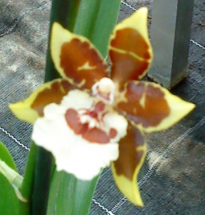 Cambria Orchidee