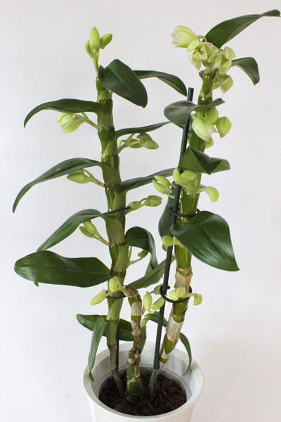 Dendrobium Nobile Hybride