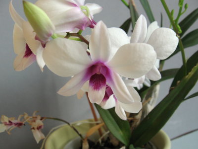 Dendrobium