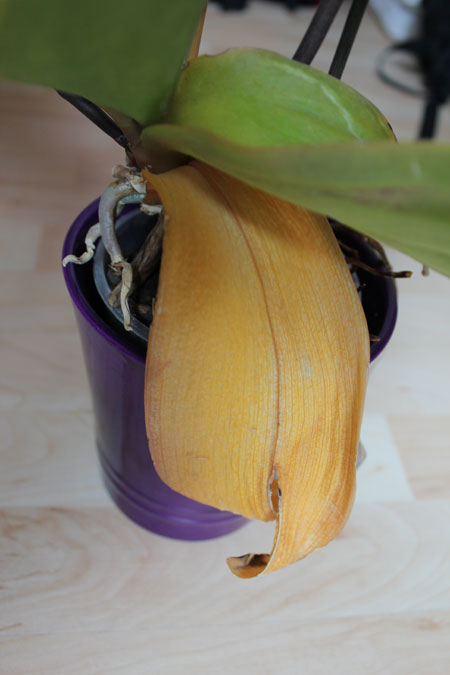 Gelbes Blatt an einer Orchidee