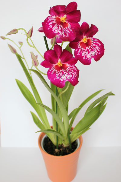 Miltonia