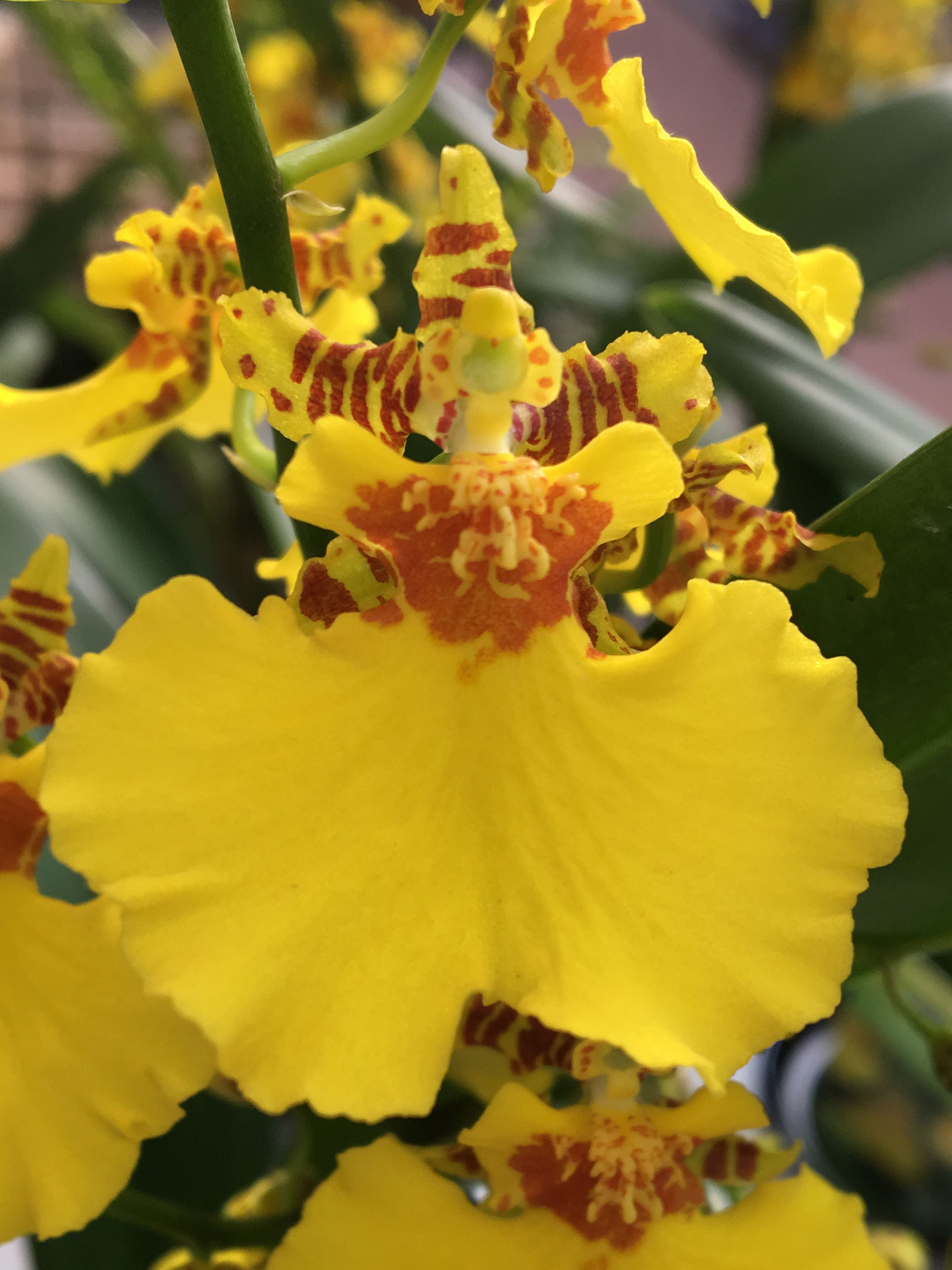 Oncidium Orchidee Pflegetipps Infos und 