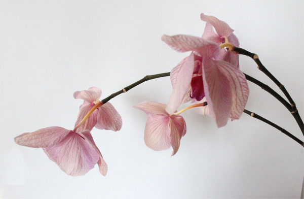 Diese Orchidee verliert ihre Blüten