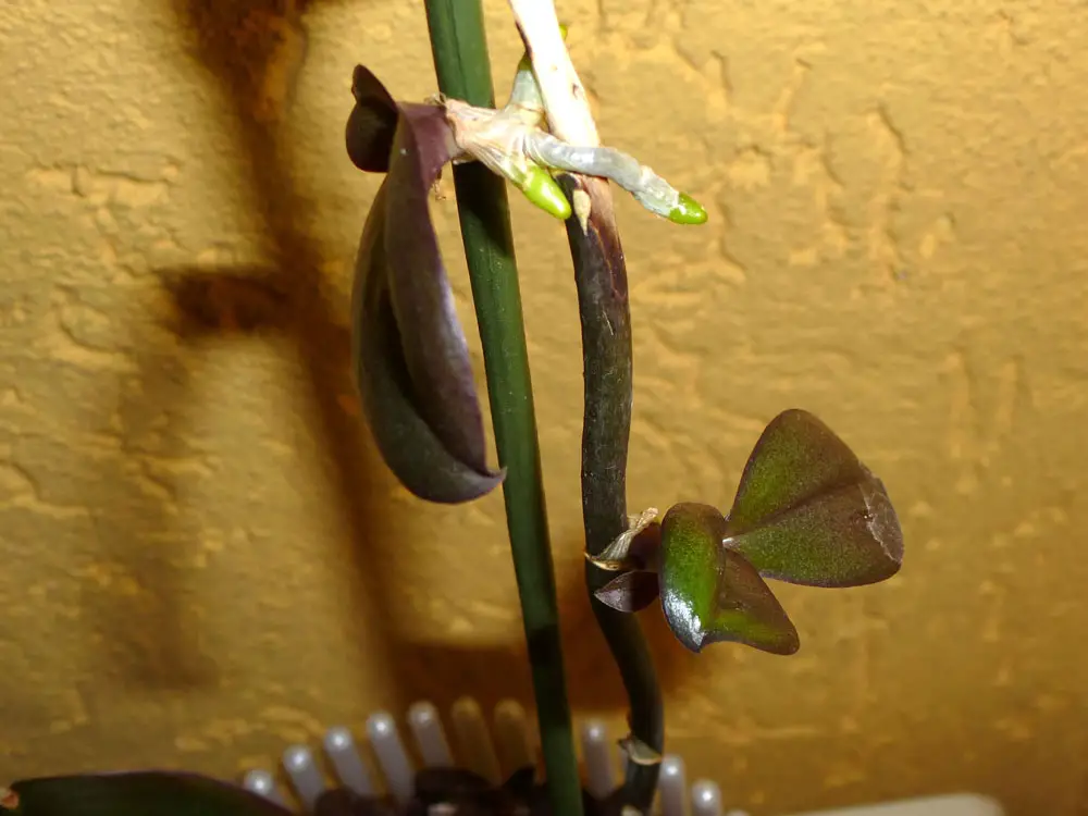 Bild Orchidee Ableger bzw. Kindel