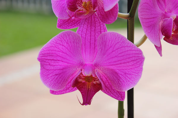 Lila Phalaenopsis Orchidee