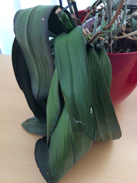 Phalaenopsis mit schlaffen Blättern