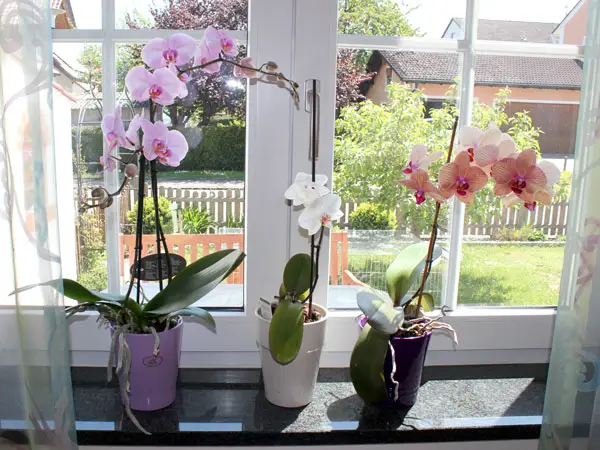 Einige Orchideen auf der Fensterbank