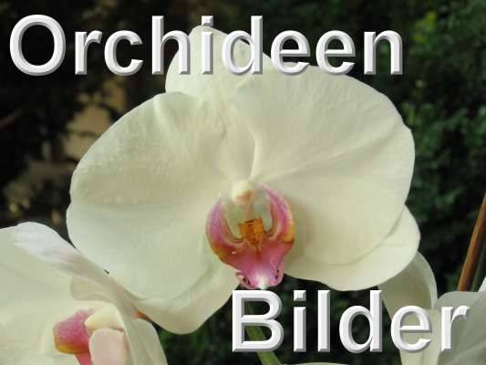 Orchideen Bilder