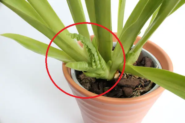 Knitterblätter bei einer Orchidee
