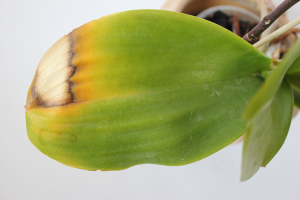 Orchideen Sonnenbrand