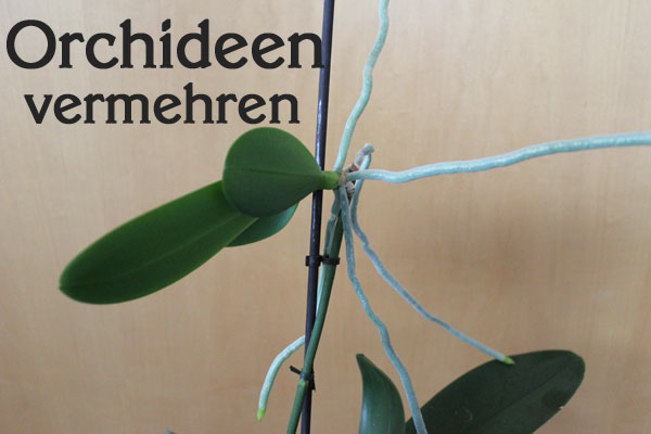 Orchideen vermehren