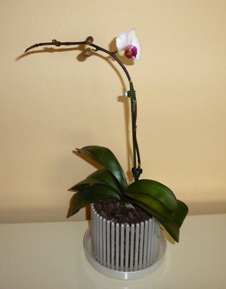 Orchitop mit einer Phalaenopsis Orchidee