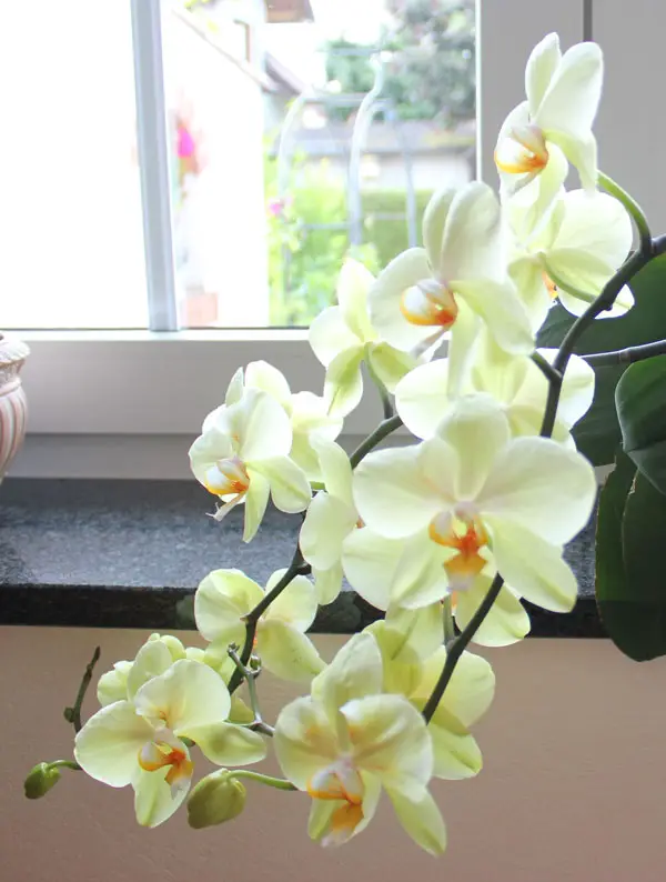 Tipps zum Kauf einer Phalaenopsis