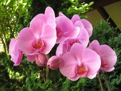 Phalaenopsis Orchidee rosa Blüten