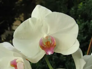 Weiße Phalaenopsis Orchidee