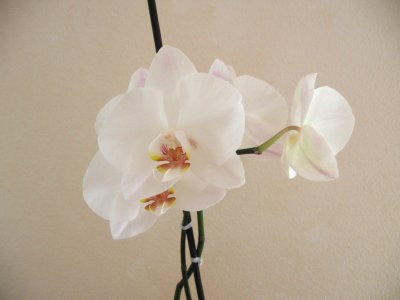 Phalaenopsis Orchidee
