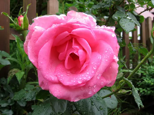 Aufnahe einer rosa farbigen Rose