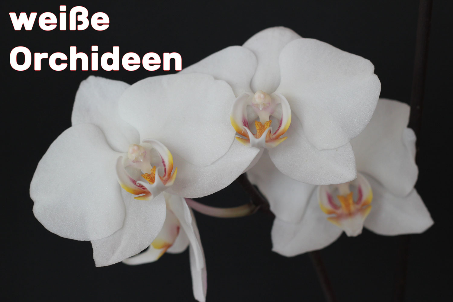 Foto einer Phalaenopsis mit weißen Blüten