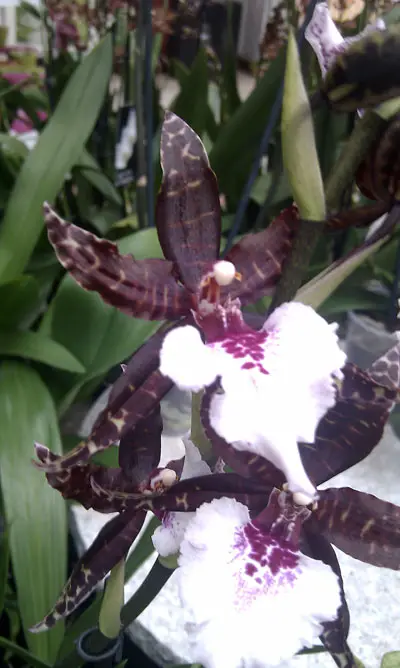 Zygopetalumg Orchidee